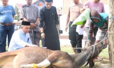 Siapkan 11 Ekor Sapi Qurban, Fantry: Wujud Peduli Personel Polres Sidrap