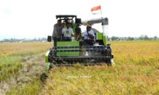 Panen Raya Padi Dimulai di Sidrap, Bupati Syaharuddin Beri Hadiah Umrah bagi Petani Terbaik