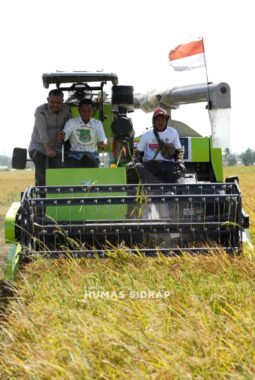 Panen Raya Padi Dimulai di Sidrap, Bupati Syaharuddin Beri Hadiah Umrah bagi Petani Terbaik