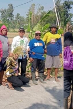 Di Tengah Kemarau, Petani di Kelurahan Kadidi Tetap Bisa Panen Berkat Program Listrik Masuk Sawah